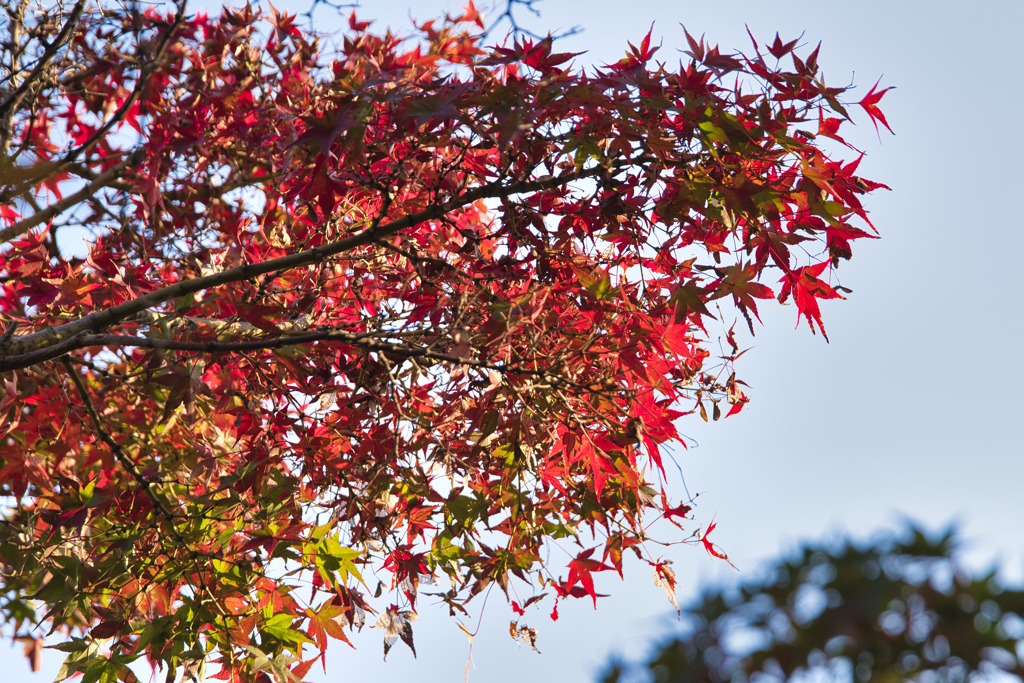 紅葉