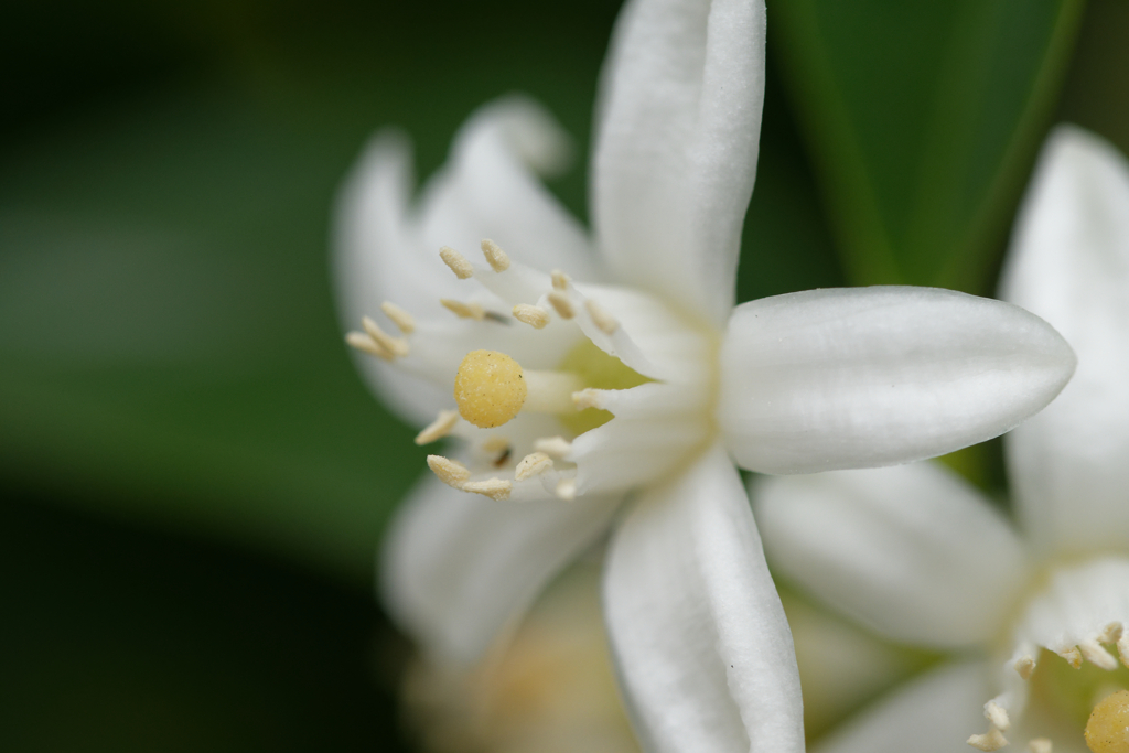 金柑の花