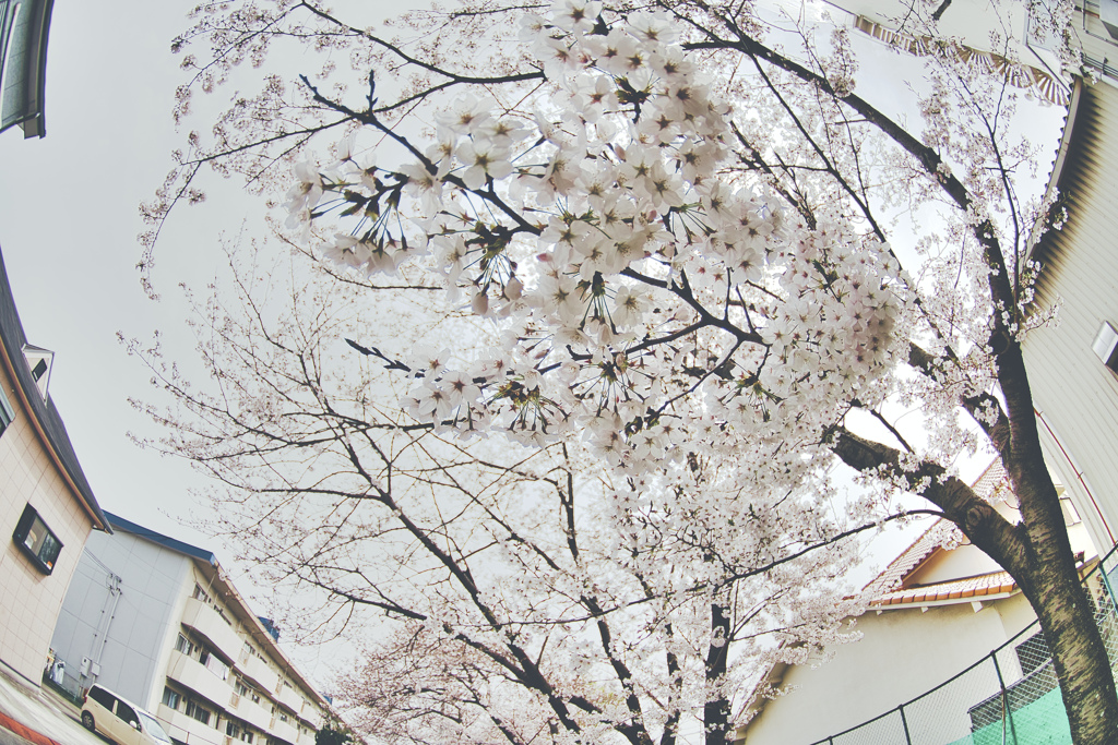 桜～満開～