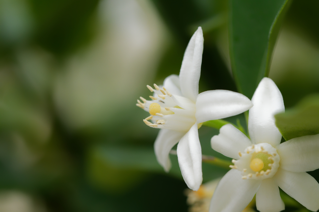 金柑の花