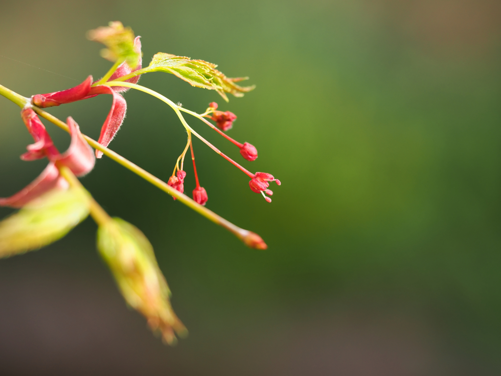 カエデの花