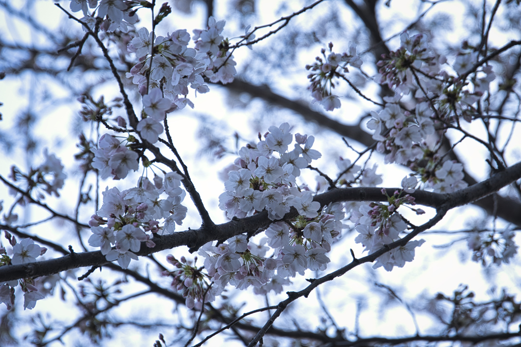 桜