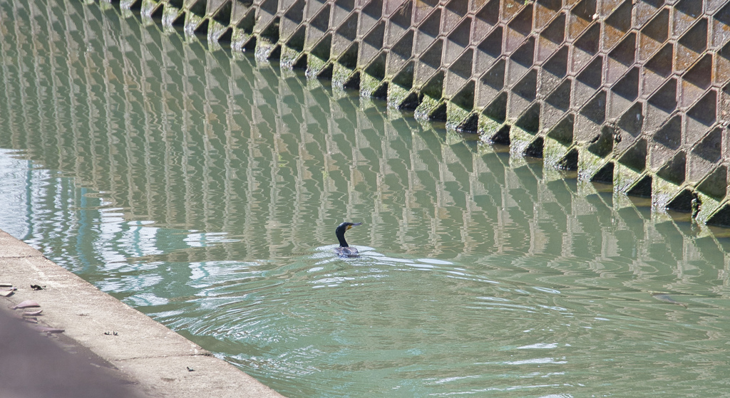 水面からひょっこり
