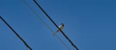 町中の鳥