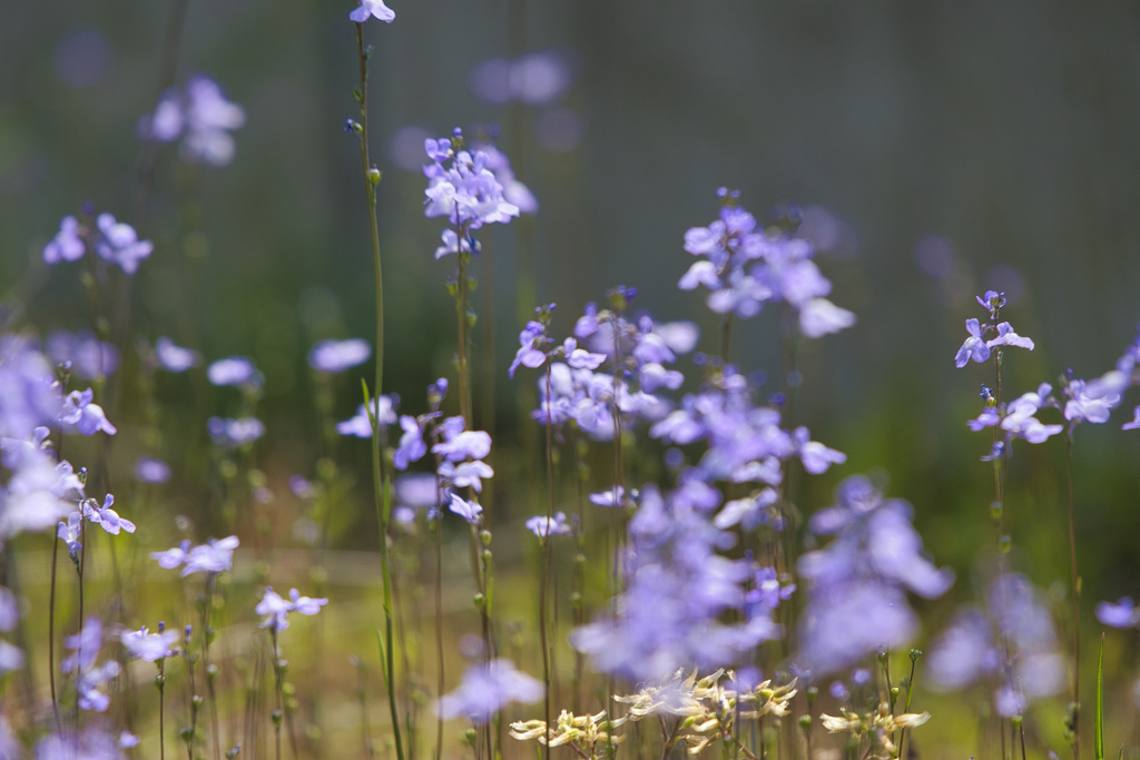 路傍の花