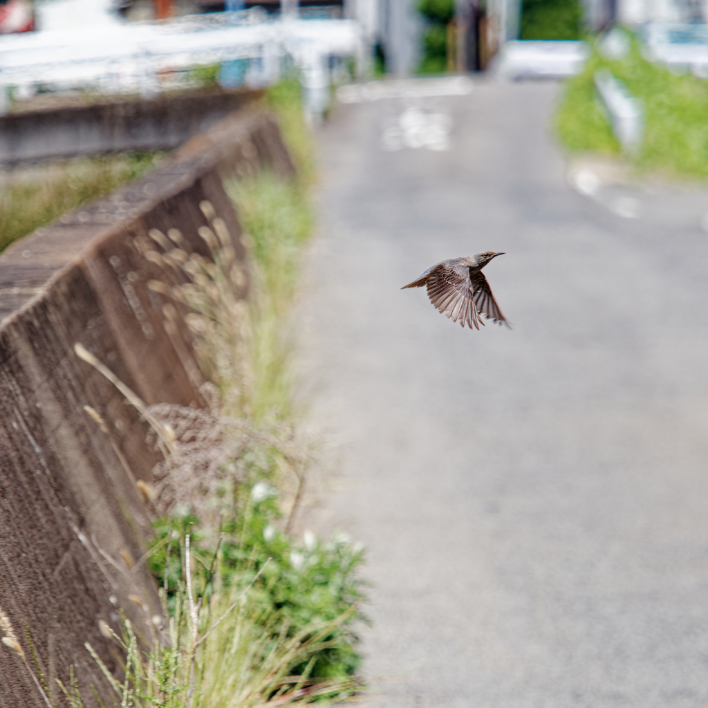 飛ぶ