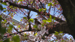 葉桜の中に