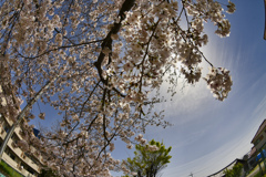 桜の空