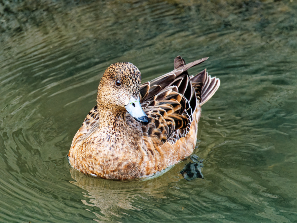 緋鳥鴨