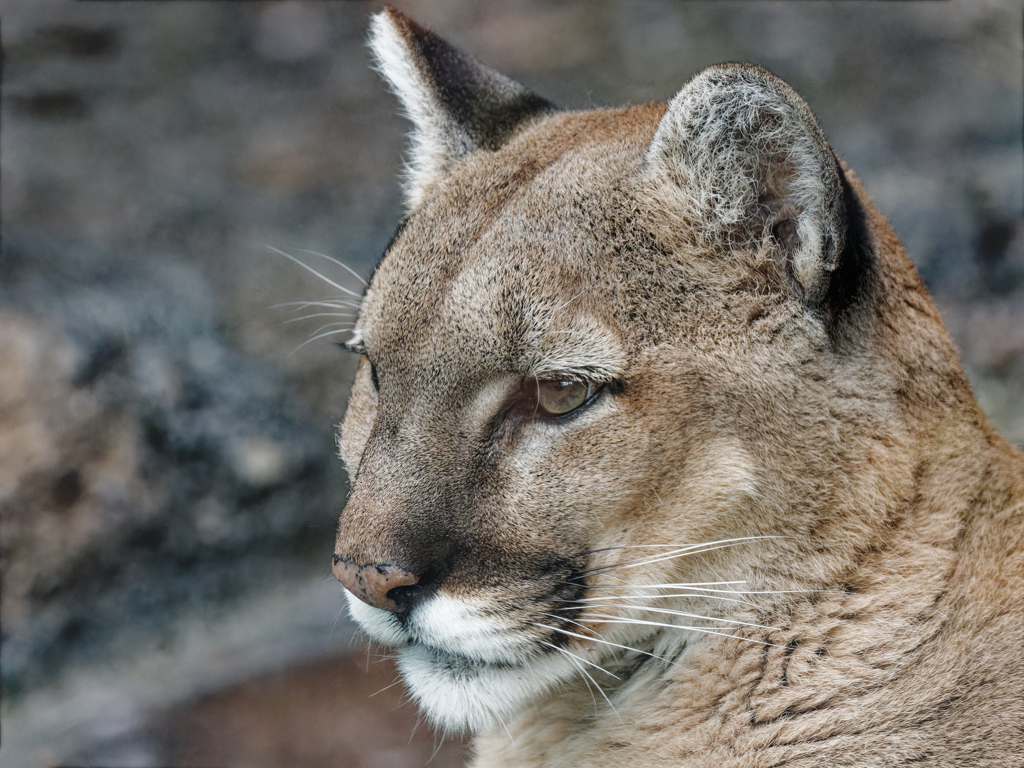 Puma concolor