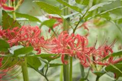 曼珠沙華