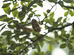 夏の名残り