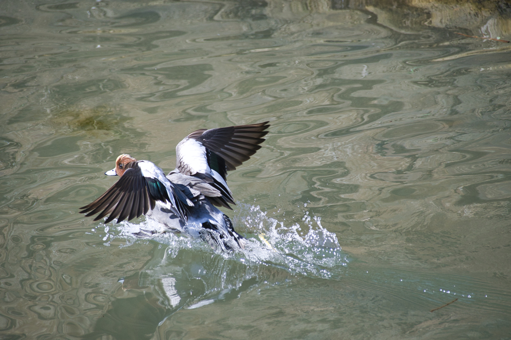 緋鳥鴨（ヒドリガモ）