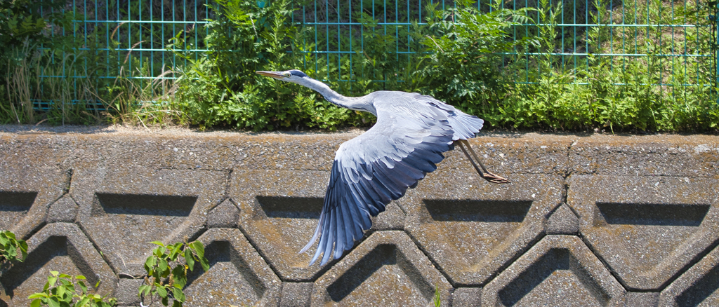飛んで行く