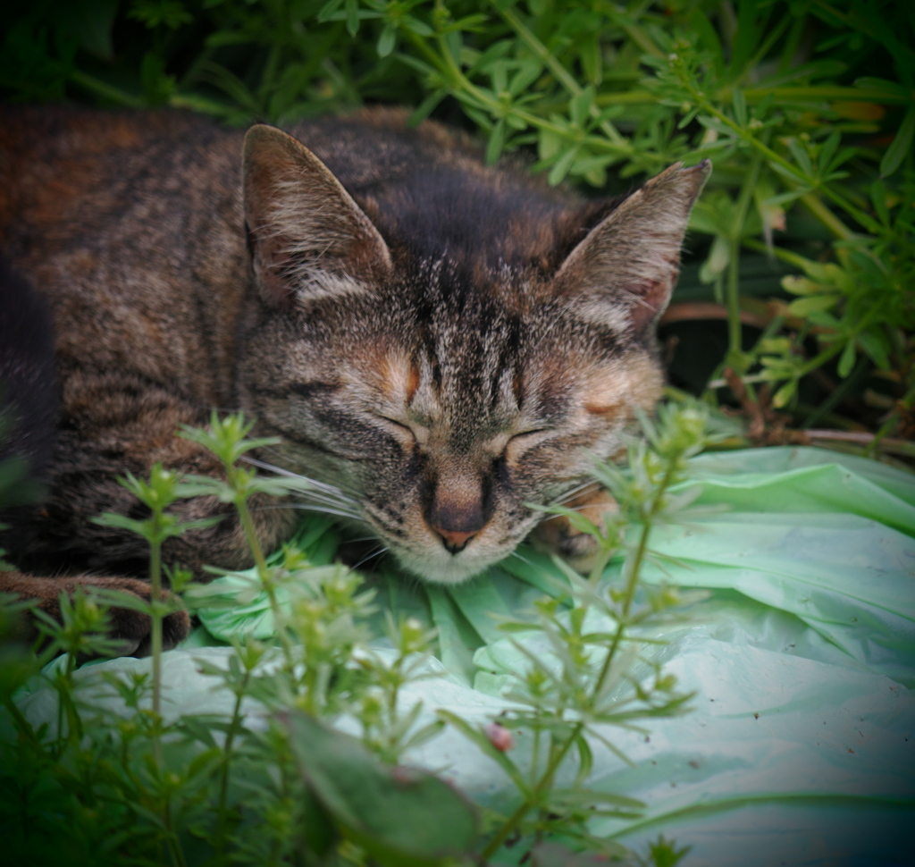 でも眠い