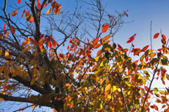 桜の樹　紅葉