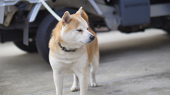 犬