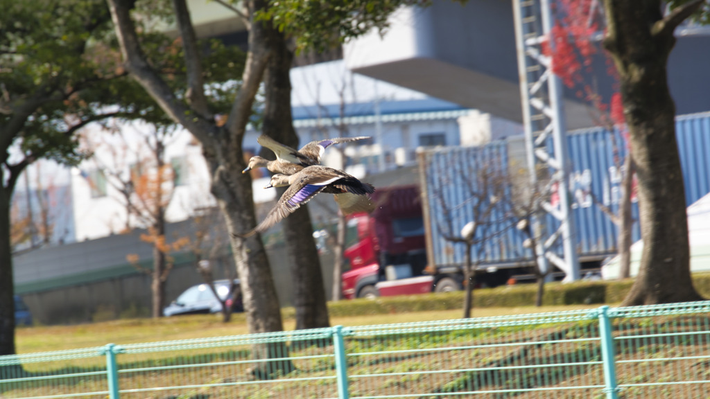 カモ