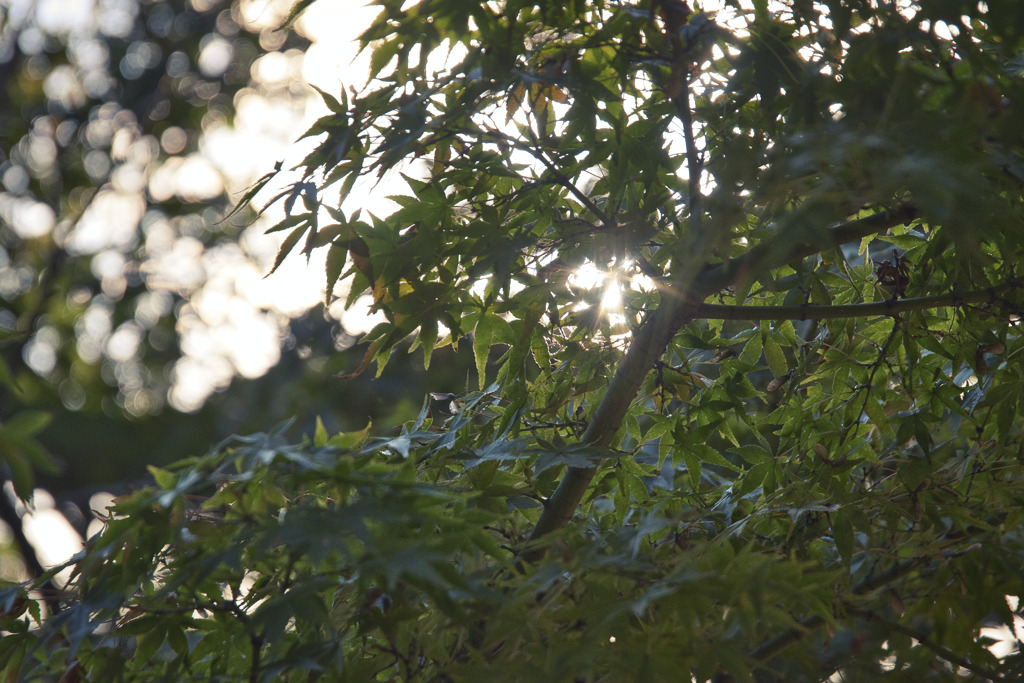 カエデ
