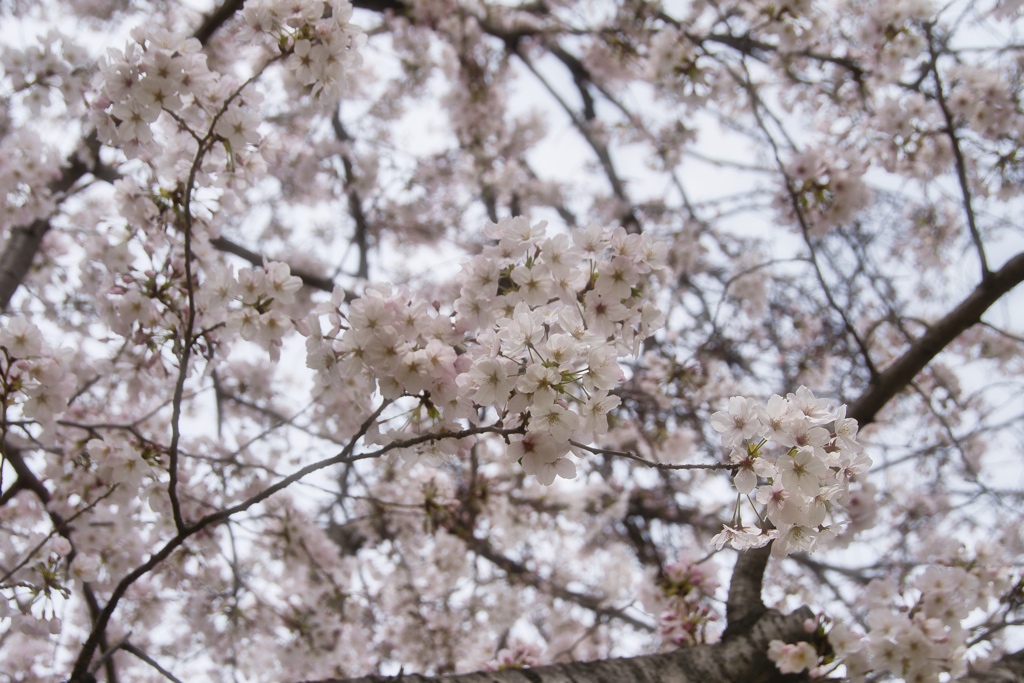 桜～満開～