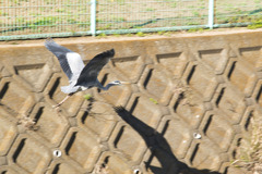 アオサギ