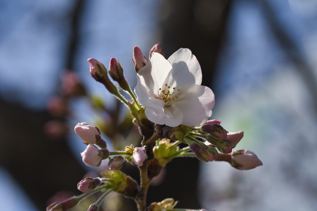 桜