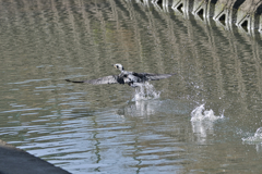 川鵜　羽ばたく