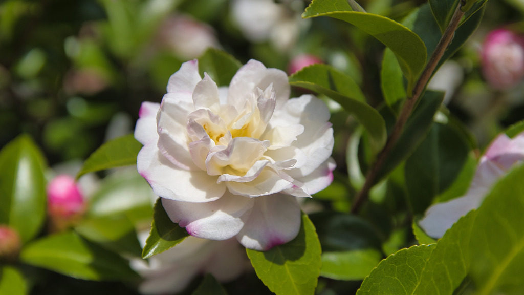山茶花