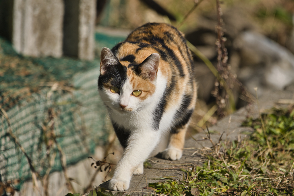 仕方ないわね、少し近寄ってあげる