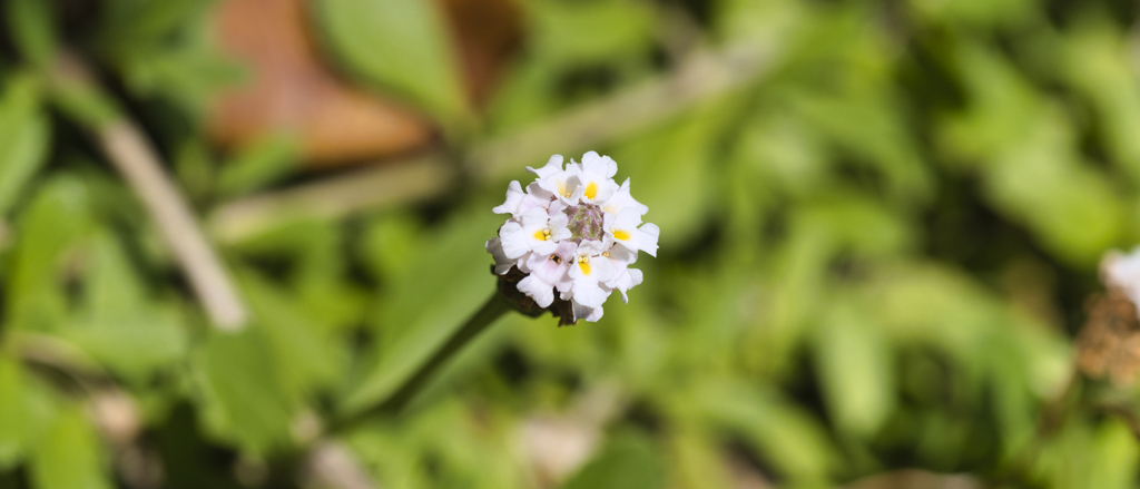 小さな花