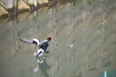 緋鳥鴨（ヒドリガモ）