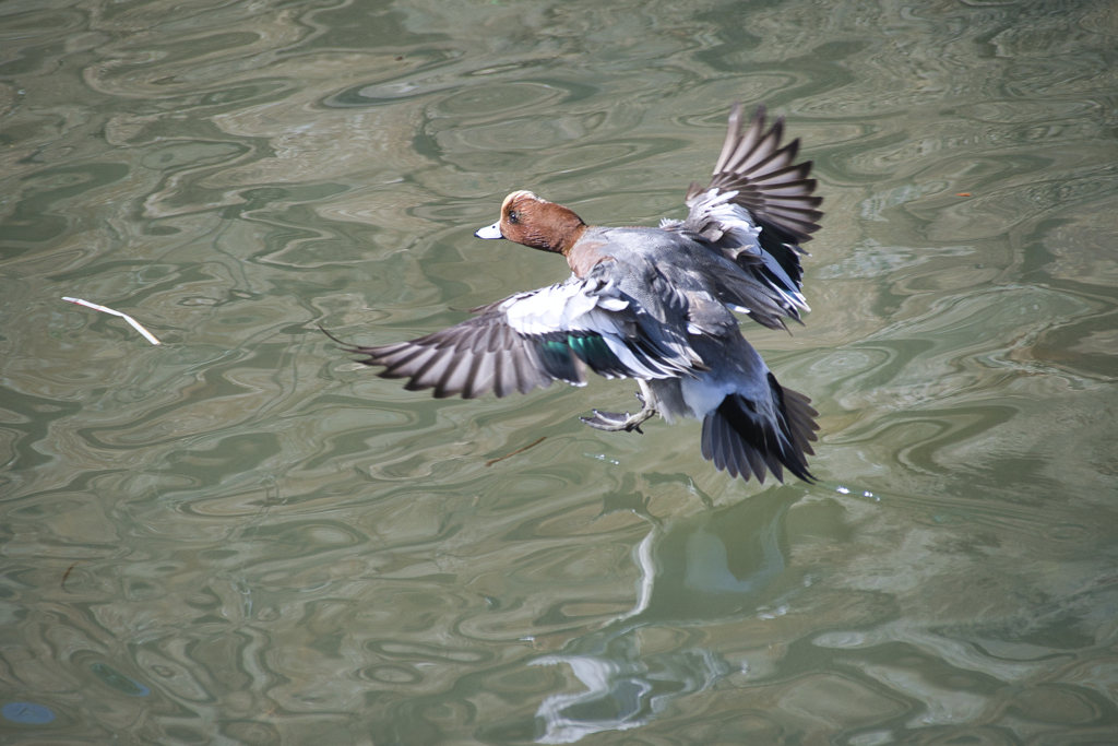 緋鳥鴨（ヒドリガモ）