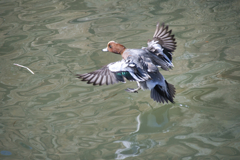 緋鳥鴨（ヒドリガモ）