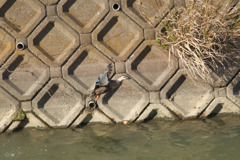 カモ