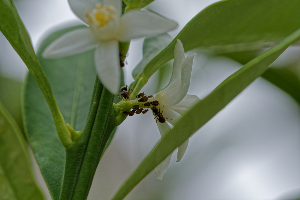 金柑の花