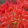 曼珠沙華