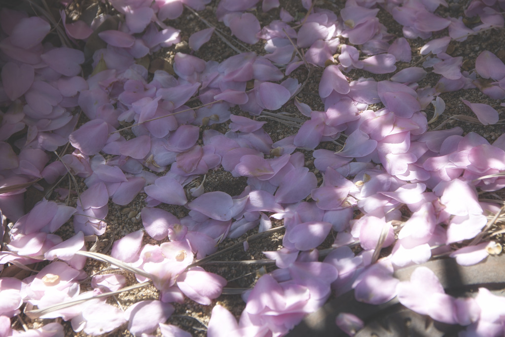 花びらのカーテン