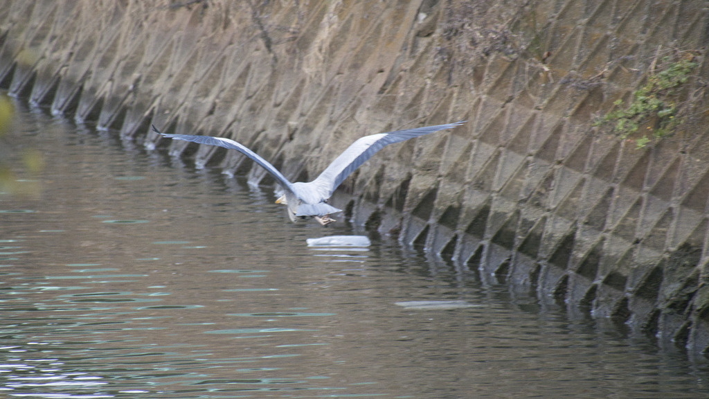 アオサギ