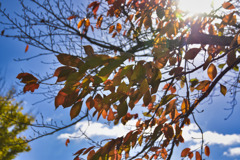 桜の樹　紅葉