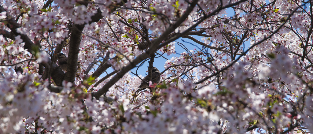 桜の中に鳥さん