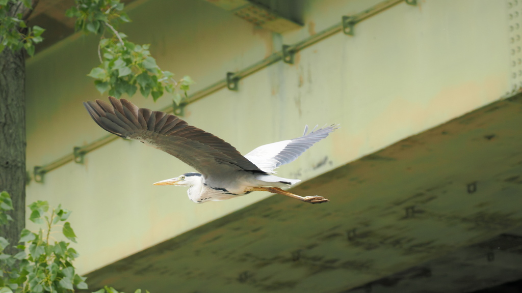 飛んで行く