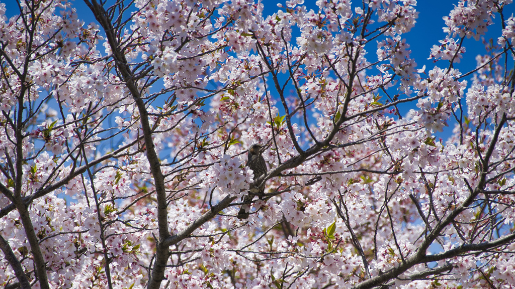 桜にヒヨドリ