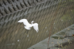 着陸態勢
