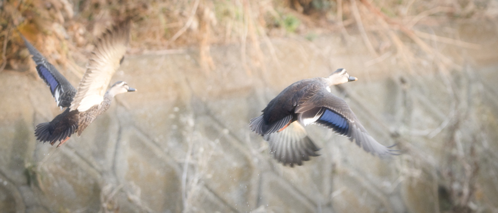 カモ　飛ぶ