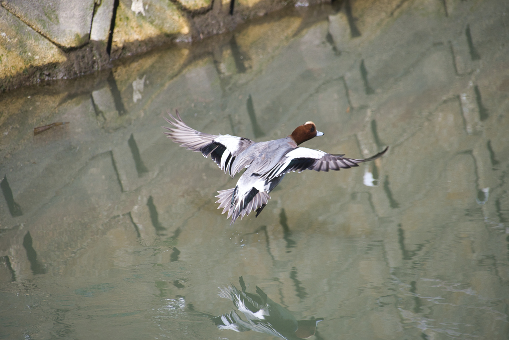 緋鳥鴨（ヒドリガモ）
