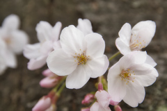 桜～満開～