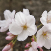 桜～満開～