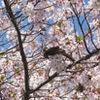 桜にヒヨドリ