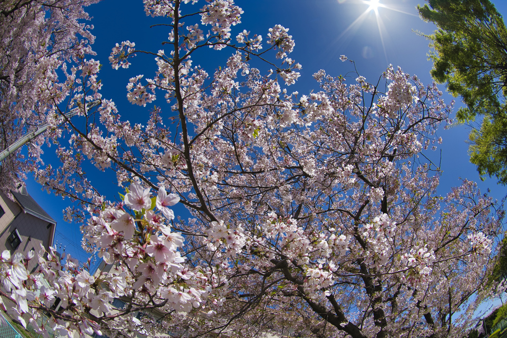 桜と空