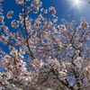 桜と空